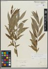 Foto von Salix alba L. x Salix fragilis L.